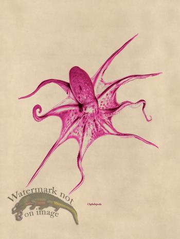 Octopus Pink 25